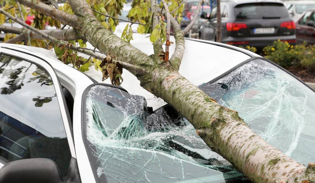 A large tree is laying on top of a small white vehicle that has a damaged roof and shattered windshield.